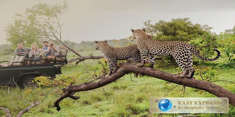 Meilleurs safaris africains au départ de Dubaï